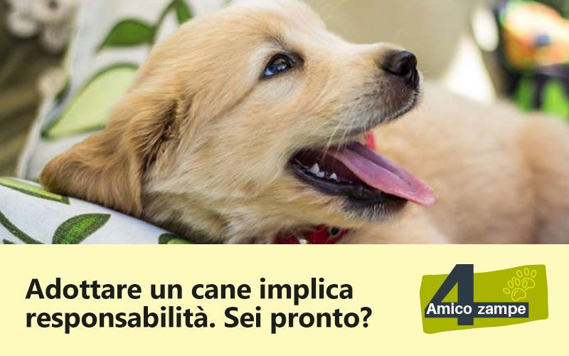 cucciolo_di-cane_amico-4-zampe